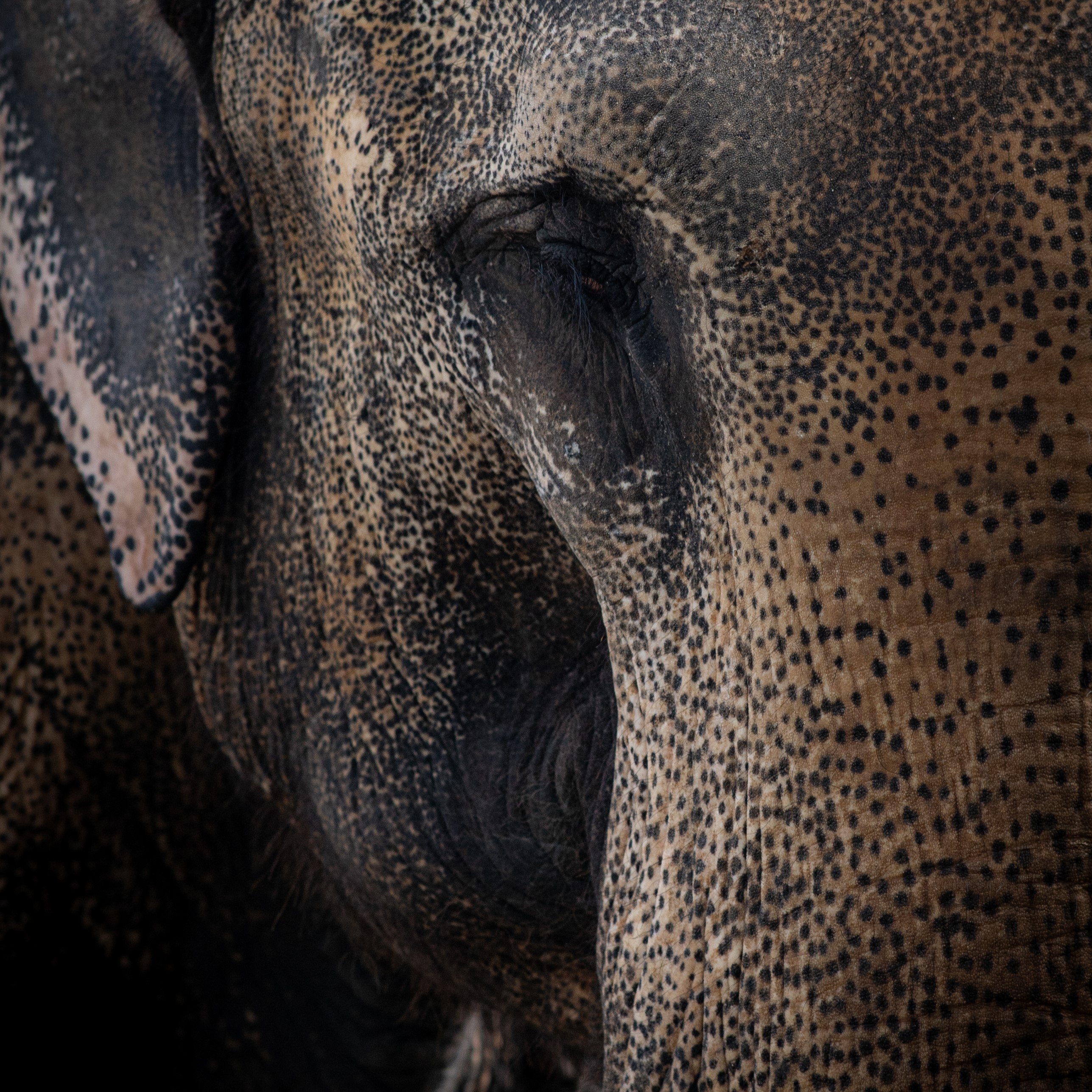 elefant