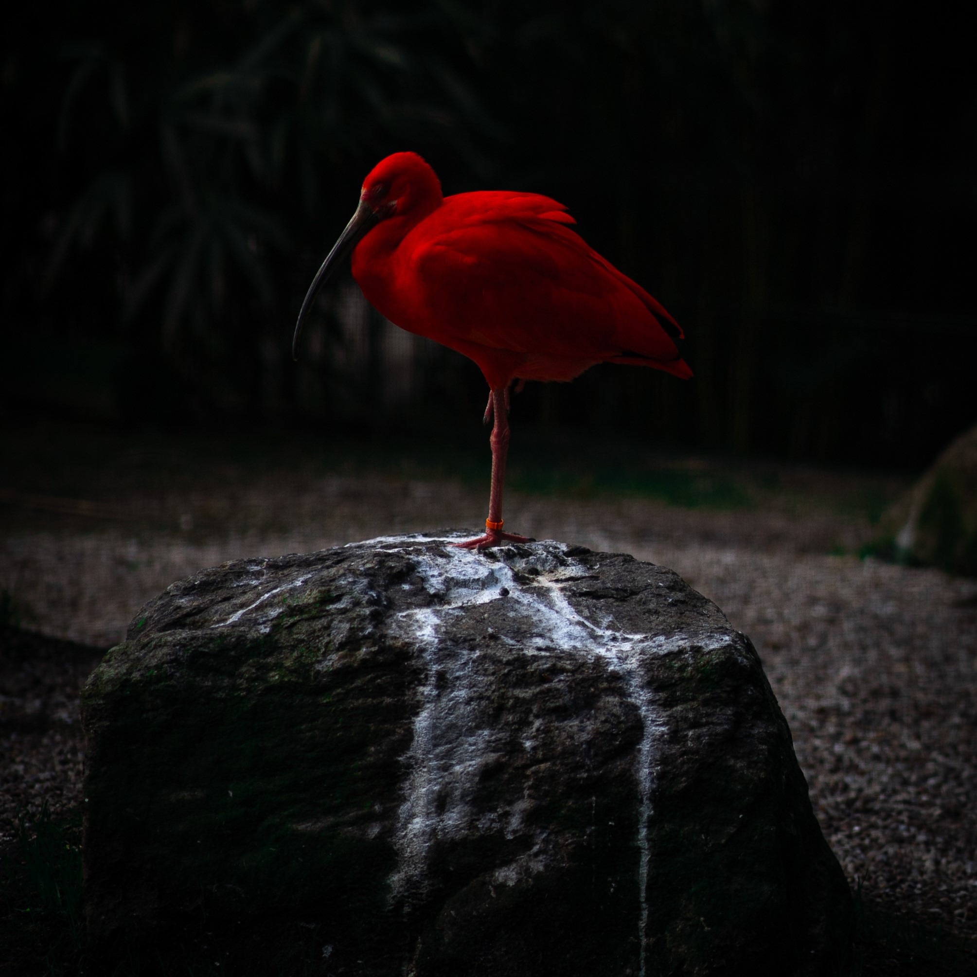 roter_vogel