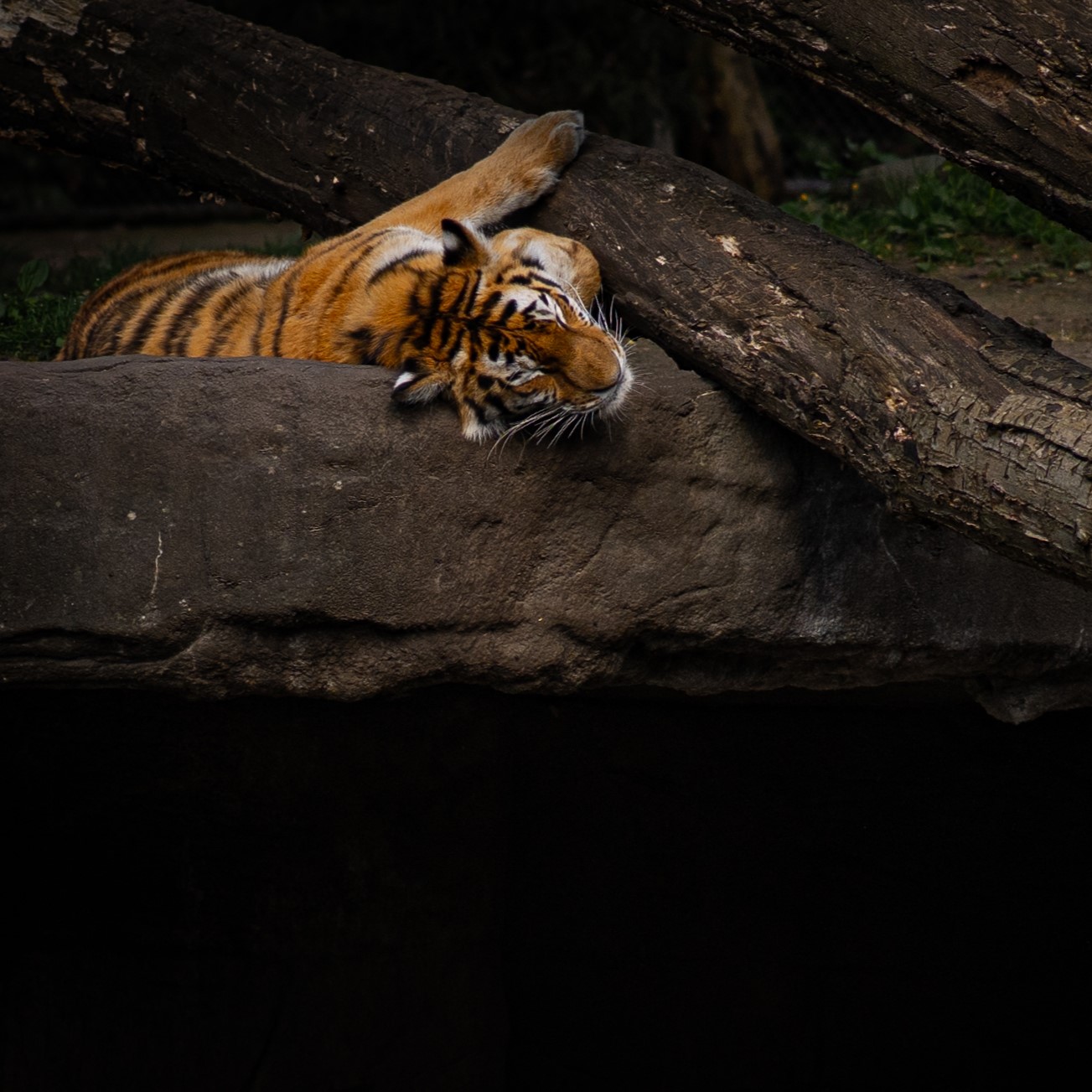tiger