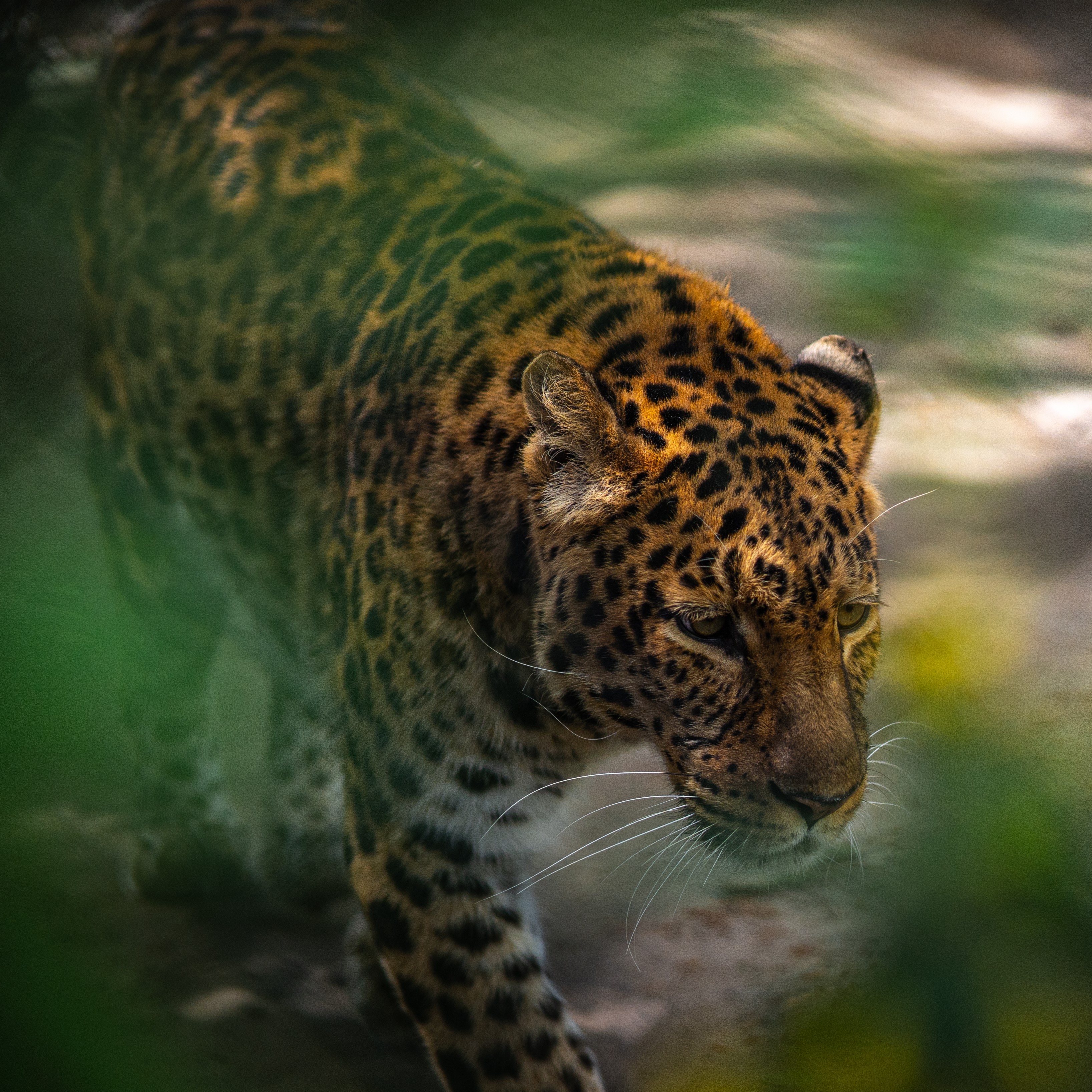 trauriger_leopard