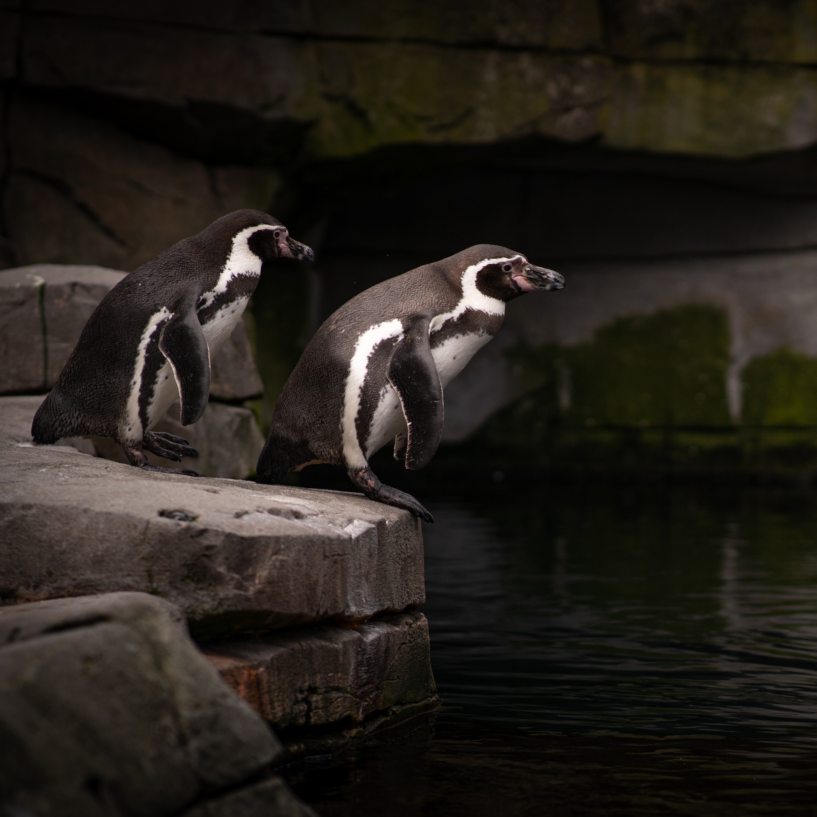 penguins